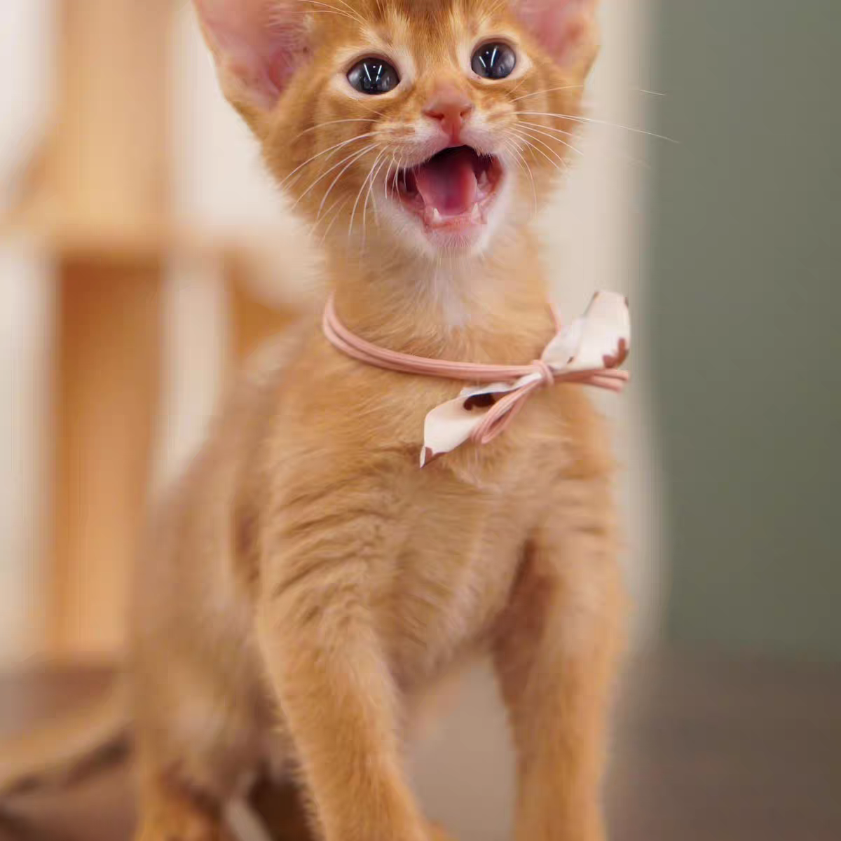 猫舍直销批发价格出售阿比西尼亚猫